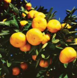 Eating Fruits, Vegetables Linked to Emotional Well Being!